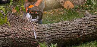 Reliable Shorewood, MN Tree Removal Services Solutions