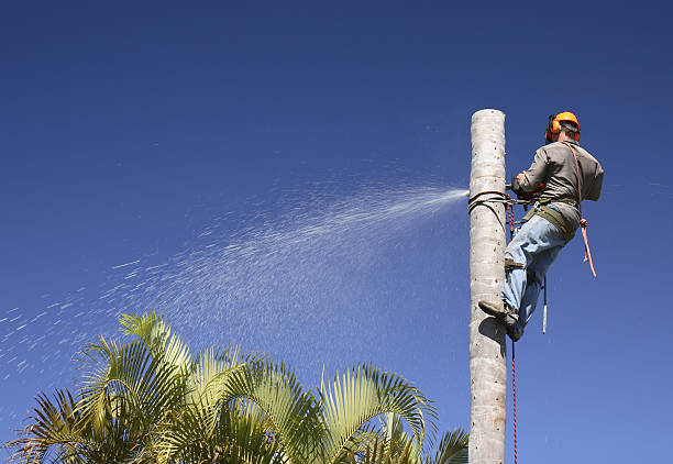 How Our Tree Care Process Works  in  Shorewood, MN